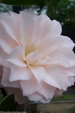 Harriet Bisbee Camellia Japonica - 3 Gallon Pot 7 Harriet Bisbee Camellia Japonica - 3 Gallon Pot -Foxtail Plant Shop camellia japonica harriet bisbee 2