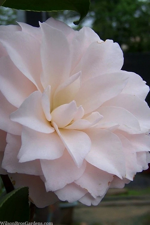 Harriet Bisbee Camellia Japonica - 3 Gallon Pot 4 Harriet Bisbee Camellia Japonica - 3 Gallon Pot - Image 4