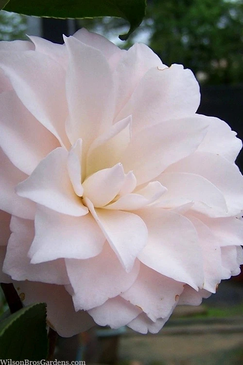 Harriet Bisbee Camellia Japonica - 3 Gallon Pot 1 Harriet Bisbee Camellia Japonica - 3 Gallon Pot