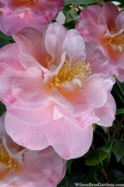 Junior Miss Fragrant Pink Camellia - 7 Gallon Pot -Foxtail Plant Shop camellia japonica junior miss 2