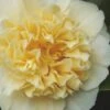 Jury's Yellow Camellia - 1 Gallon Pot -Foxtail Plant Shop camellia japonica jurys yellow 100 1