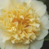 Jury's Yellow Camellia - 7 Gallon Pot -Foxtail Plant Shop camellia japonica jurys yellow 100 2