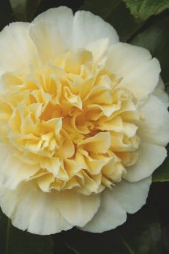 Jury's Yellow Camellia - 7 Gallon Pot