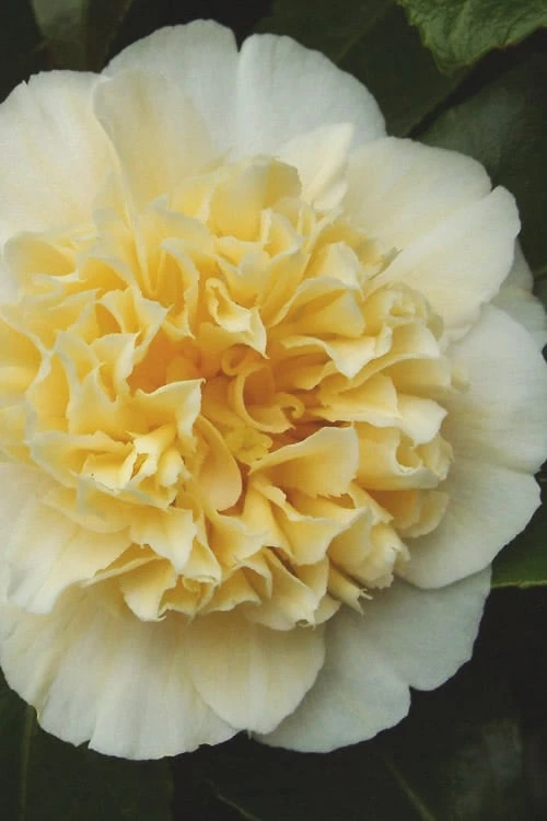 Jury's Yellow Camellia - 3 Gallon Pot 1 Jury's Yellow Camellia - 3 Gallon Pot