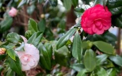 LA Peppermint Camellia Japonica - 3 Gallon Pot -Foxtail Plant Shop camellia japonica la peppermint 101