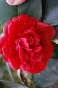 Paulette Goddard Camellia Japonica - 3 Gallon Pot -Foxtail Plant Shop camellia japonica paulette goddard 2