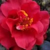 Paulette Goddard Camellia Japonica - 3 Gallon Pot -Foxtail Plant Shop camellia japonica paulette goddard 6