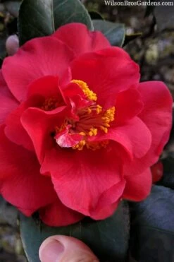 Paulette Goddard Camellia Japonica - 3 Gallon Pot