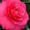 Rose Dawn Camellia Japonica - 3 Gallon Pot -Foxtail Plant Shop camellia japonica rose dawn 23 1