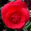 Rosehill Red Camellia - 3 Gallon Pot -Foxtail Plant Shop camellia japonica rosehill red 10