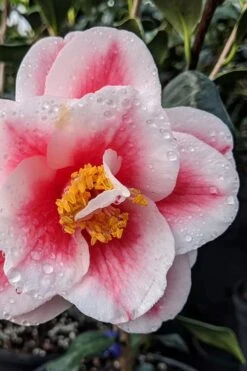 Sadaharu Oh Camellia - 7 Gallon Pot (3-4') -Foxtail Plant Shop camellia japonica sadaharu oh 100