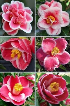 Sadaharu Oh Camellia - 3 Gallon Pot 10 Sadaharu Oh Camellia - 3 Gallon Pot -Foxtail Plant Shop camellia japonica sadaharu oh 102 1