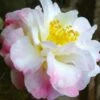 Star Above Star Camellia Sasanqua - 3 Gallon Pot -Foxtail Plant Shop camellia japonica star above star 1