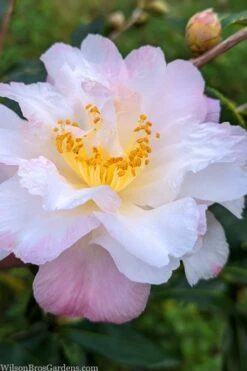 Star Above Star Camellia Sasanqua - 3 Gallon Pot 7 Star Above Star Camellia Sasanqua - 3 Gallon Pot -Foxtail Plant Shop camellia japonica star above star 2