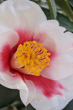 Tama Bell Camellia - 1 Gallon Pot 9 Tama Bell Camellia - 1 Gallon Pot -Foxtail Plant Shop camellia japonica tama bell 1