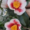 Tama Bell Camellia - 1 Gallon Pot -Foxtail Plant Shop camellia japonica tama bell 3