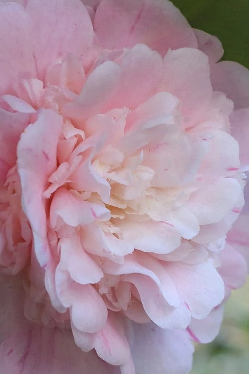 Thompsonii Camellia Japonica - 3 Gallon Pot 5 Thompsonii Camellia Japonica - 3 Gallon Pot - Image 5