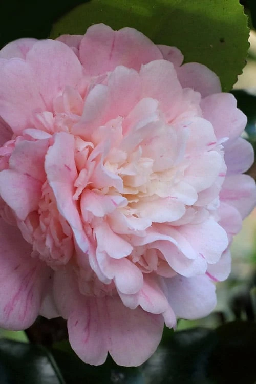 Thompsonii Camellia Japonica - 1 Gallon Pot 1 Thompsonii Camellia Japonica - 1 Gallon Pot