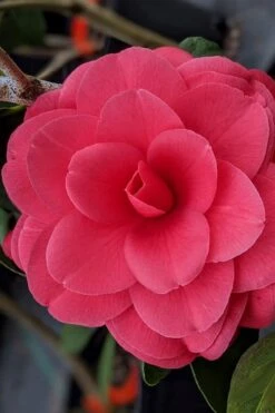Tomorrow Camellia - 3 Gallon Pot -Foxtail Plant Shop camellia japonica tomorrow 2
