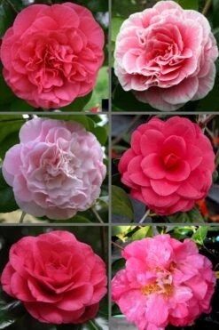 Tomorrow Camellia - 3 Gallon Pot -Foxtail Plant Shop camellia japonica tomorrow 3