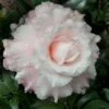 Jerry Donnan Camellia Japonica - 3 Gallon Pot -Foxtail Plant Shop camellia jerry donnan 8