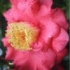 Lady Clare Camellia Japonica - 3 Gallon Pot -Foxtail Plant Shop camellia lady clare 3