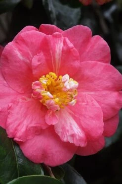 Lady Clare Camellia Japonica - 3 Gallon Pot -Foxtail Plant Shop camellia lady clare 5