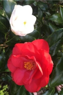 Lady Vansittart Multicolor Camellia Japonica - 1 Gallon Pot -Foxtail Plant Shop camellia lady vansittart red flower 1 1