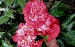 Laura Walker Camellia Japonica - 1 Gallon Pot -Foxtail Plant Shop camellia laura walker 10