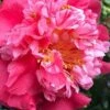 Laura Walker Camellia Japonica - 1 Gallon Pot -Foxtail Plant Shop camellia laura walker 11