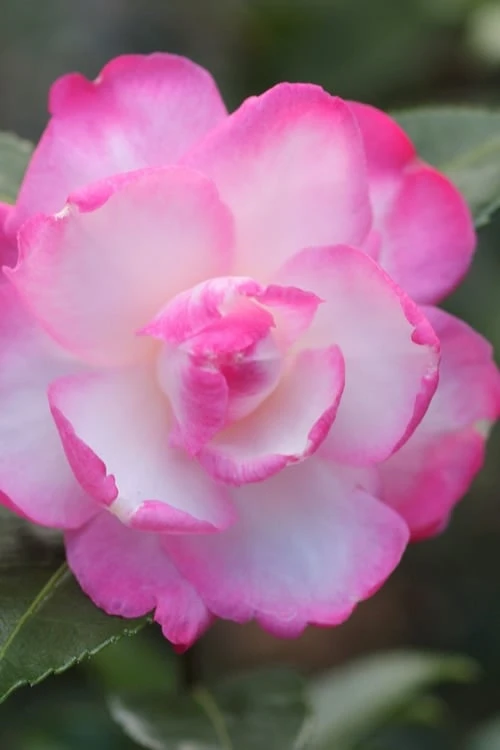 Leslie Ann Camellia Sasanqua - 3 Gallon Pot 1 Leslie Ann Camellia Sasanqua - 3 Gallon Pot