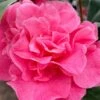 Marie Bracey Camellia Japonica - 3 Gallon Pot -Foxtail Plant Shop camellia marie bracey 101