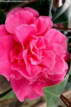 Marie Bracey Camellia Japonica - 3 Gallon Pot 13 Marie Bracey Camellia Japonica - 3 Gallon Pot -Foxtail Plant Shop camellia marie bracey 102
