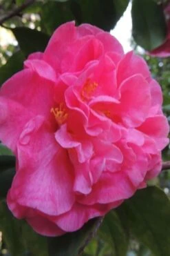 Marie Bracey Camellia Japonica - 3 Gallon Pot 12 Marie Bracey Camellia Japonica - 3 Gallon Pot -Foxtail Plant Shop camellia marie bracey 5