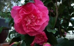 Marie Bracey Camellia Japonica - 3 Gallon Pot 10 Marie Bracey Camellia Japonica - 3 Gallon Pot -Foxtail Plant Shop camellia marie bracey 6