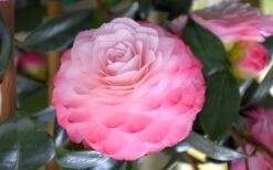 Nuccio's Pearl Camellia Japonica - 1 Gallon Pot -Foxtail Plant Shop camellia mnuccios pearl 3 1