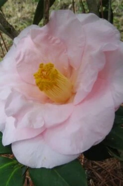 Moonlight Bay Camellia Japonica - 3 Gallon Pot -Foxtail Plant Shop camellia moonlight bay 5