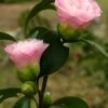 Nuccio's Pearl Camellia Japonica - 3 Gallon Pot -Foxtail Plant Shop camellia nuccios pearl 2