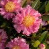 October Magic Carpet Dwarf Camellia - 2.5 Quart Pot -Foxtail Plant Shop camellia october magic carpet 10 1