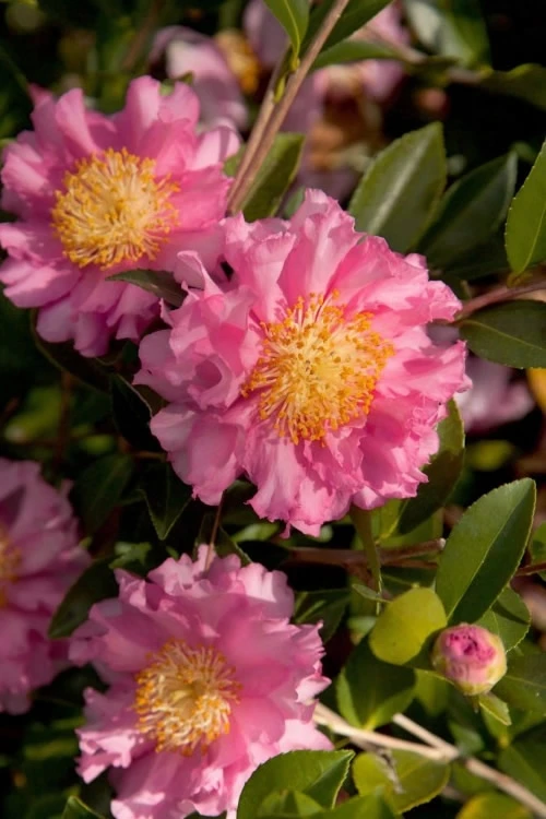 October Magic Carpet Dwarf Camellia - 3 Gallon Pot 1 October Magic Carpet Dwarf Camellia - 3 Gallon Pot