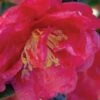 October Magic Rose Camellia - 3 Gallon Pot -Foxtail Plant Shop camellia october magic rose 5 1