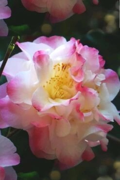 Omega Camellia Japonica - 3 Gallon Pot -Foxtail Plant Shop camellia omega 3