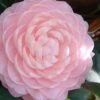 Otome Pink Camellia Japonica - 3 Gallon Pot 10 Otome Pink Camellia Japonica - 3 Gallon Pot -Foxtail Plant Shop camellia otome 3