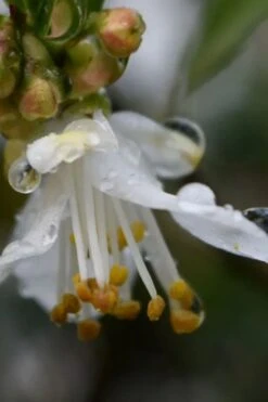 Parvilimba Camellia - 5 Gallon Pot -Foxtail Plant Shop camellia parvilimba 1
