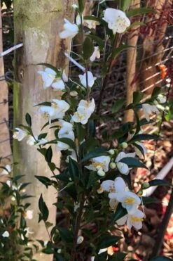 Parvilimba Camellia - 5 Gallon Pot -Foxtail Plant Shop camellia parvilimba 4