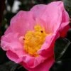 Autumn Pink Icicle Cold Hardy Camellia - 7 Gallon Pot -Foxtail Plant Shop camellia pink icicle 21 1