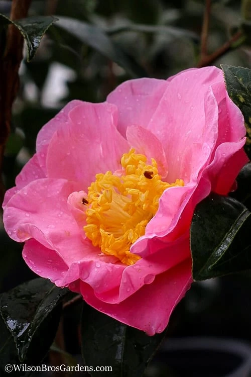 Autumn Pink Icicle Cold Hardy Camellia - 3 Gallon Pot 1 Autumn Pink Icicle Cold Hardy Camellia - 3 Gallon Pot