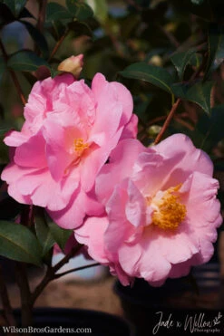 Pink Icicle Cold Hardy Camellia Hybrid - 6 Pack Of 1 Gallon Pots -Foxtail Plant Shop camellia pink icicle jw 1 2