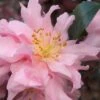 Pink Snow Camellia Sasanqua - 3 Gallon Pot -Foxtail Plant Shop camellia pink snow 1