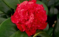 Professor Sargent Camellia Japonica - 3 Gallon Pot -Foxtail Plant Shop camellia professor sargent bloom 1